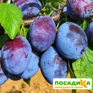 Слива Чачакская ранняя купить по цене от 229.00р. в интернет-магазине «Посадика» с доставкой почтой в в Мичуринске и по всей России – [изображение №1].