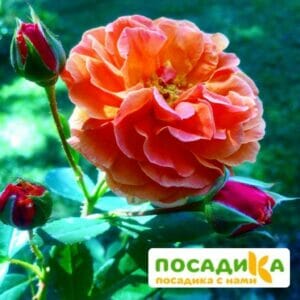 Роза Арабия купить по цене от 350.00р. в интернет-магазине «Посадика» с доставкой почтой в в Мичуринске и по всей России – [изображение №1].