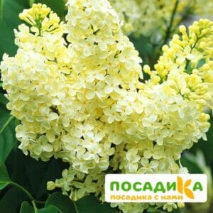 Сирень Примроуз (Primrose) купить по цене от 529.00р. в интернет-магазине «Посадика» с доставкой почтой в в Мичуринске и по всей России – [изображение №1].