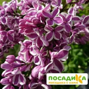 Сирень Сенсация купить по цене от 529.00р. в интернет-магазине «Посадика» с доставкой почтой в в Мичуринске и по всей России – [изображение №1].