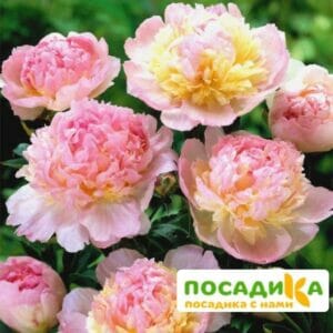 Пион Распберри Сандей (Paeonia Raspberry Sundae) купить по цене от 959р. в интернет-магазине «Посадика» с доставкой почтой в в Мичуринске и по всей России – [изображение №1].