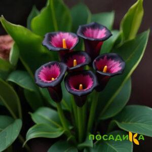 Калла Аура Лейс купить по цене от 400р. в интернет-магазине «Посадика» с доставкой почтой в в Мичуринске и по всей России – [изображение №1].