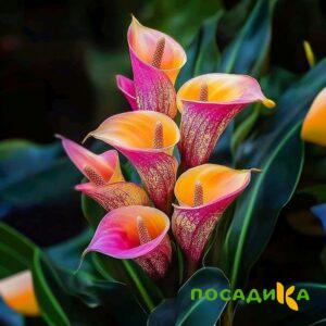 Калла Оникс купить по цене от 450р. в интернет-магазине «Посадика» с доставкой почтой в в Мичуринске и по всей России – [изображение №1].