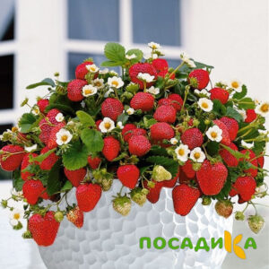 Клубника Рубиновый Шепот (горшечная) купить по цене от 240р. в интернет-магазине «Посадика» с доставкой почтой в в Мичуринске и по всей России – [изображение №1].