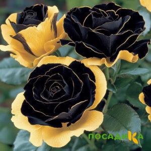 Роза Ханни Сикл купить по цене от 700р. в интернет-магазине «Посадика» с доставкой почтой в в Мичуринске и по всей России – [изображение №1].