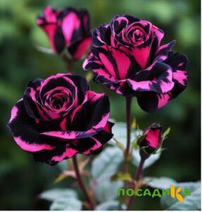 Роза Багровый Шепот купить по цене от 366р. в интернет-магазине «Посадика» с доставкой почтой в в Мичуринске и по всей России – [изображение №1].