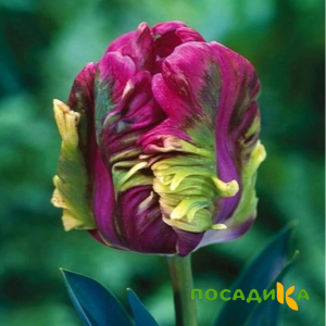 Тюльпан Экзотик Хэвен купить по цене от 186р. в интернет-магазине «Посадика» с доставкой почтой в в Мичуринске и по всей России – [изображение №1].