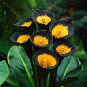 Калла Легато купить по цене от 620р. в интернет-магазине «Посадика» с доставкой почтой в в Мичуринске и по всей России – [изображение №1].