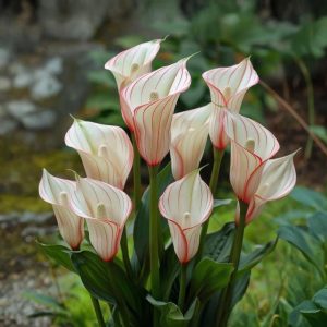 Калла Глейшер купить по цене от 299р. в интернет-магазине «Посадика» с доставкой почтой в в Мичуринске и по всей России – [изображение №1].