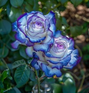 Роза Пэтолз Хоуп купить по цене от 333р. в интернет-магазине «Посадика» с доставкой почтой в в Мичуринске и по всей России – [изображение №1].