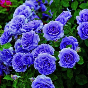 Роза Блю Мун купить по цене от 450р. в интернет-магазине «Посадика» с доставкой почтой в в Мичуринске и по всей России – [изображение №1].