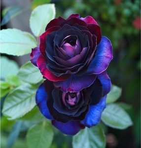 Роза Скарлет Рэвери купить по цене от 489р. в интернет-магазине «Посадика» с доставкой почтой в в Мичуринске и по всей России – [изображение №1].